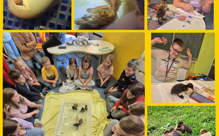  Laufentenküken an unserer Schule